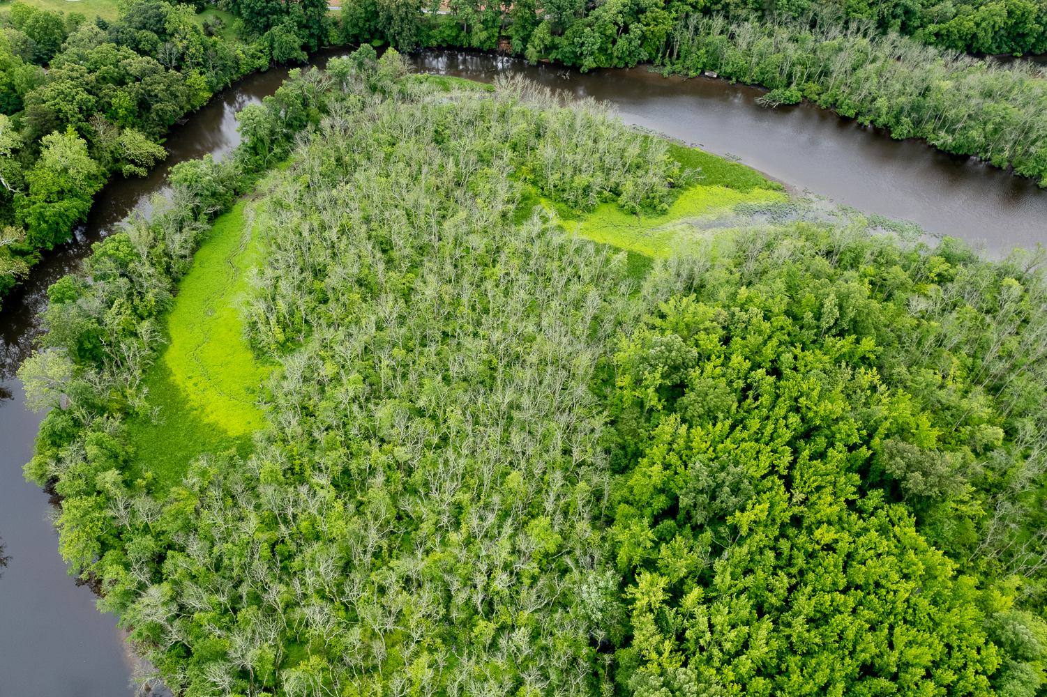 Aerial view of ash forest damage