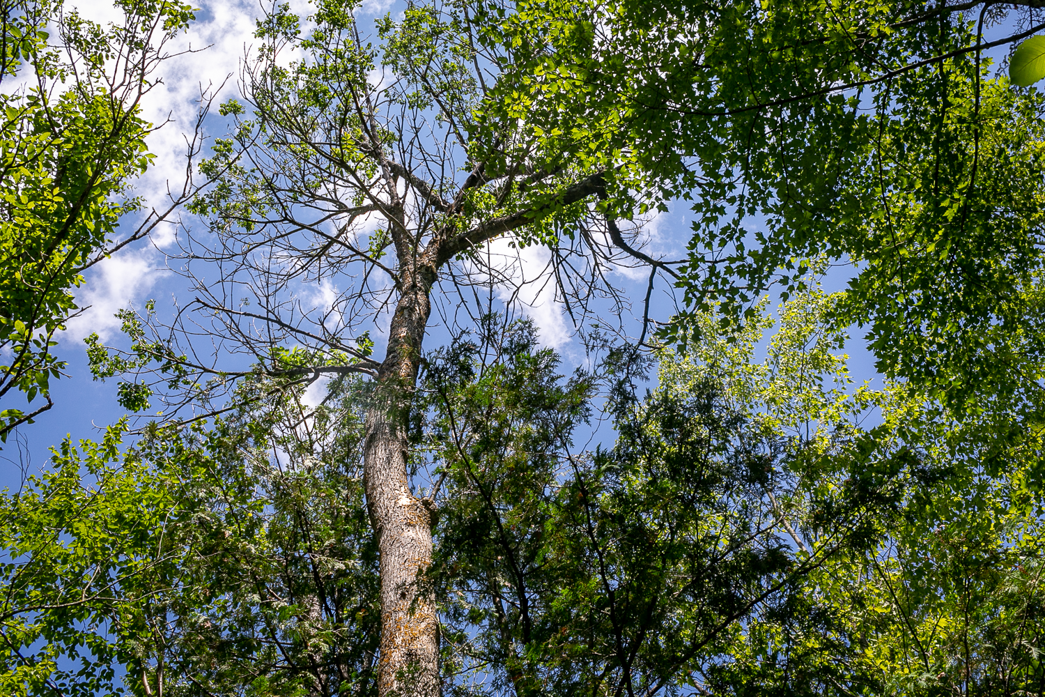 Black ash tree dying