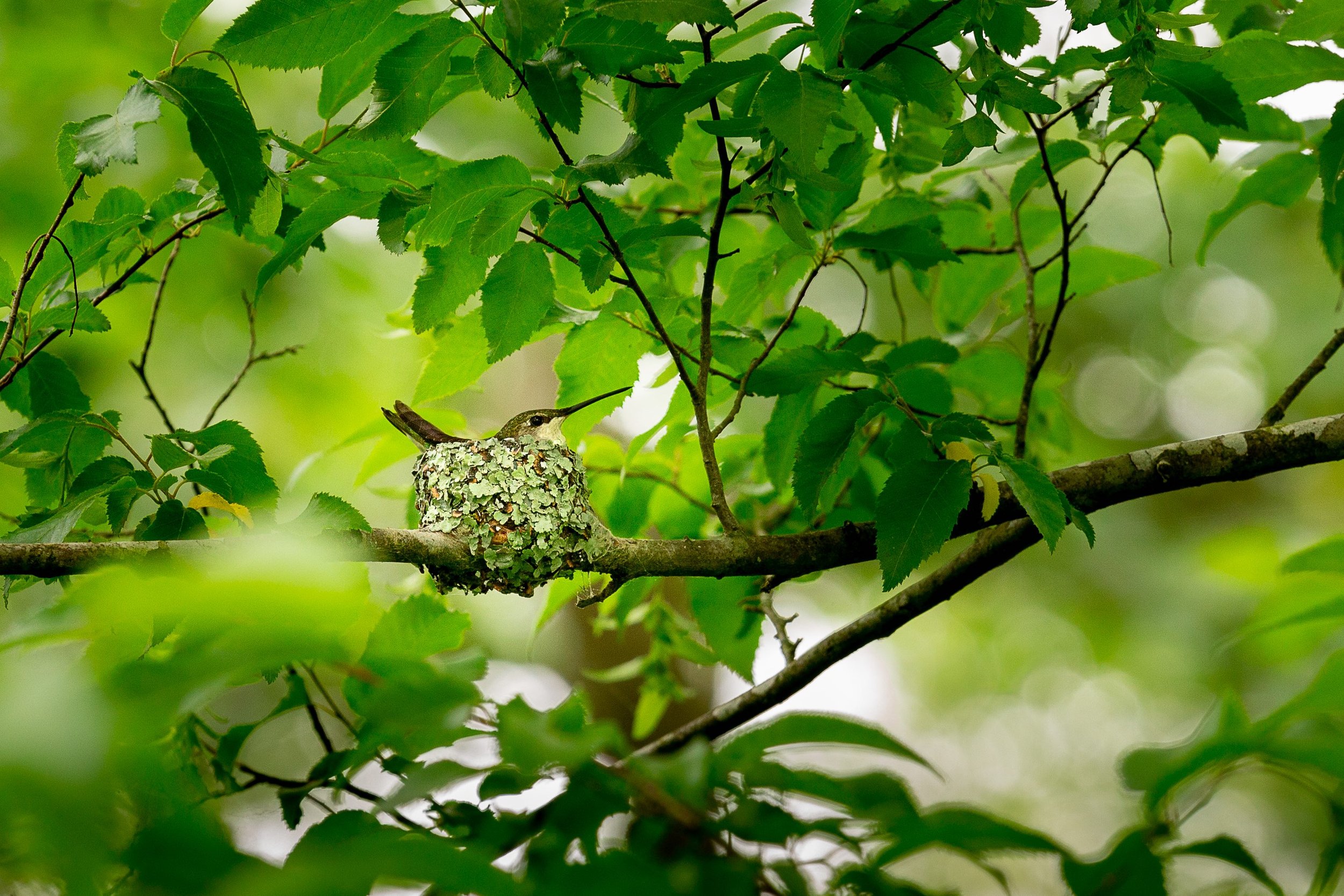 Hummingbird in nest