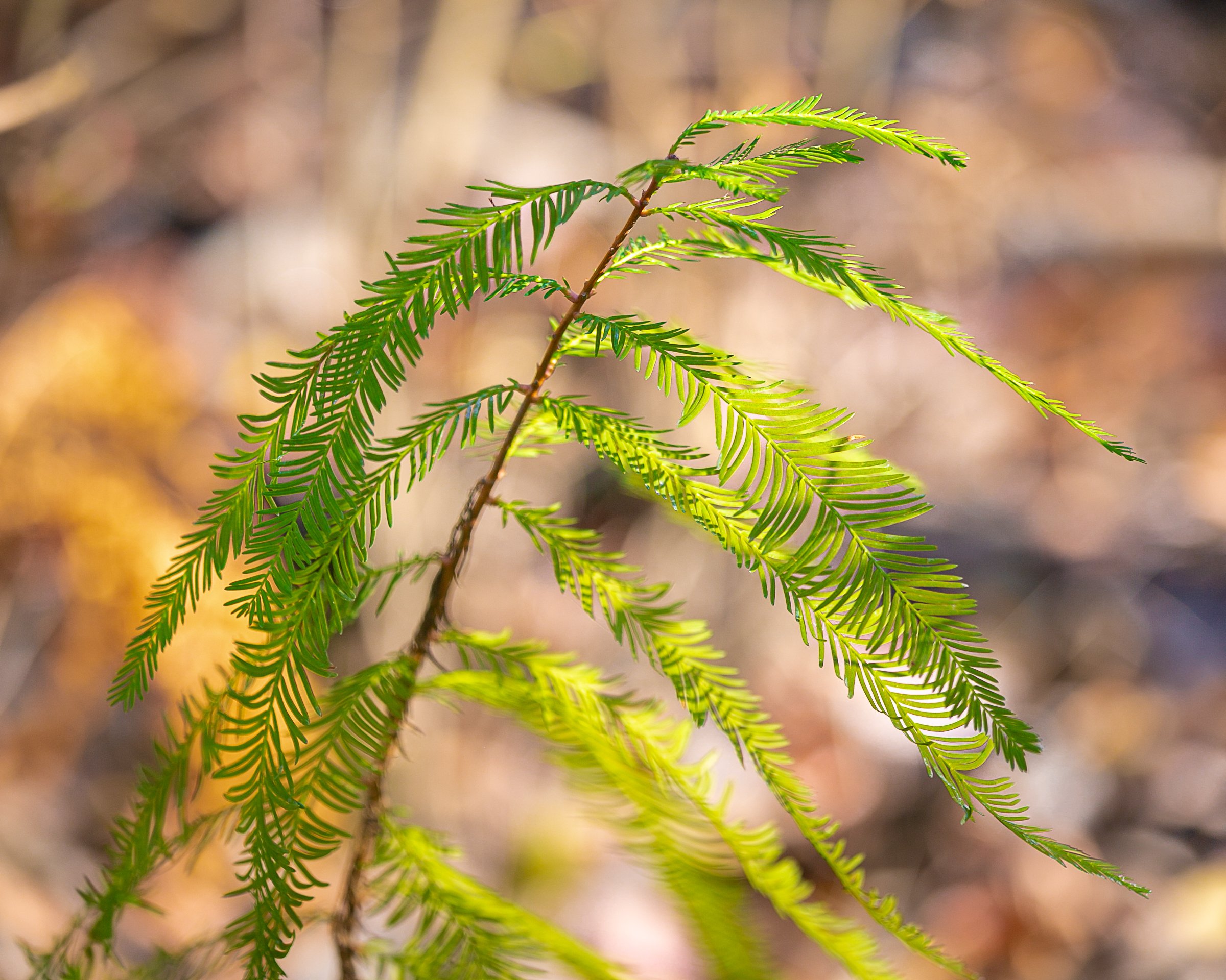 Baldcypress seedling